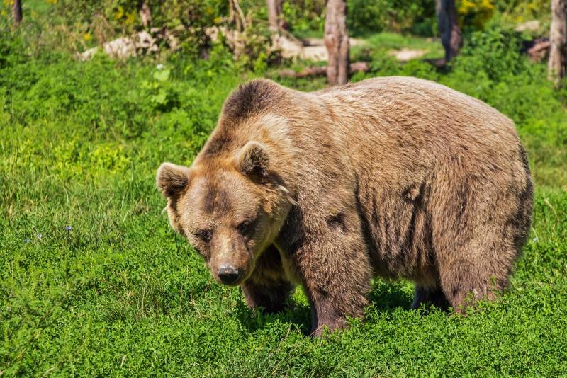 В Вятскополянском районе на мужчину напал медведь