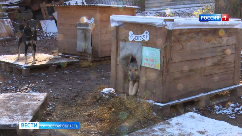 Кировские активисты и волонтеры передали приюту «Улыбка собаки» корма, подстилки и крупы