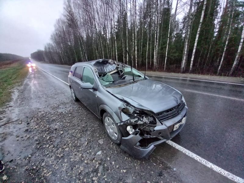 В Куменском районе автомобиль сбил лося