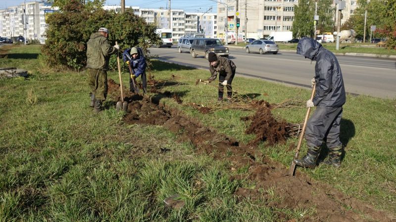 В Кирове в этом году высадили около двух тысяч деревьев и кустарников