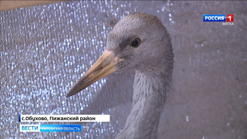 В Пижанском районе спасли раненого журавля