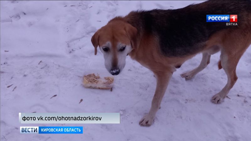 Богородский Хатико дождался своего хозяина