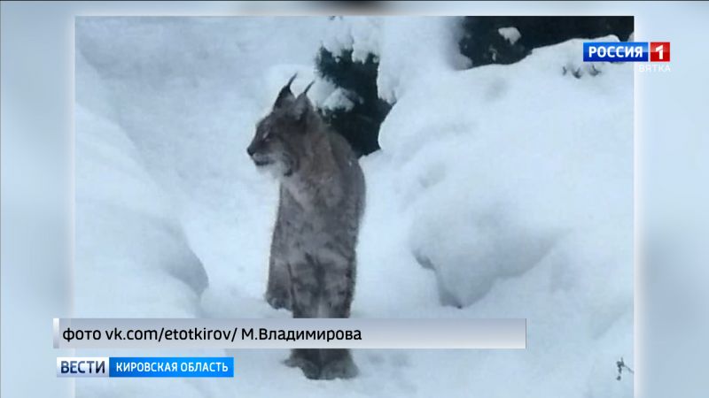 В жилых микрорайонах Кирова вновь заметили рысь