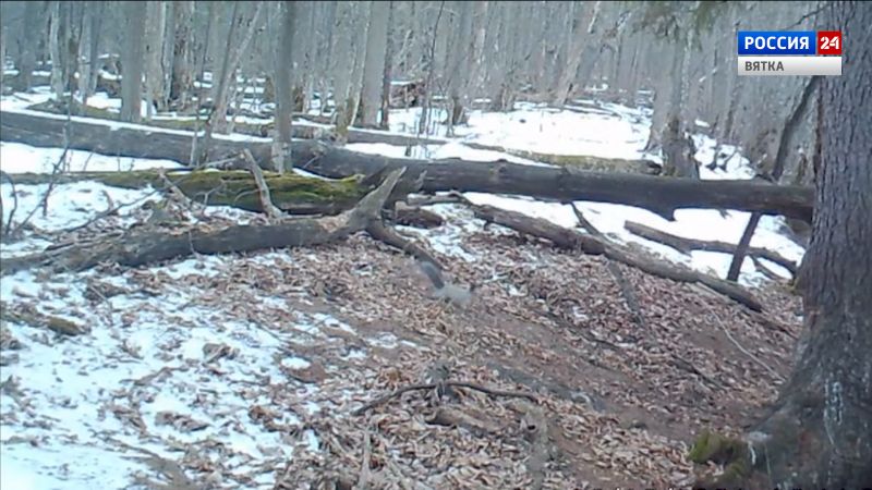 В заповеднике «Нургуш» засняли семейство белок