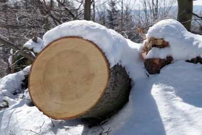 В Афанасьевском районе дерево едва не убило лесоруба