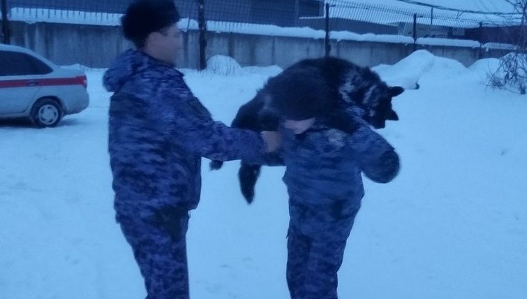 В Кирове сотрудники правопорядка помогли спасти провалившуюся под лед собаку