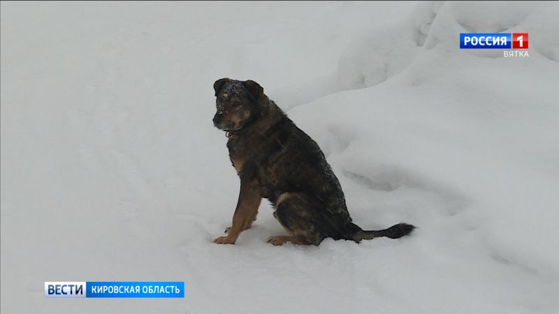 В Кировской области проходят рейды по выявлению безнадзорных животных