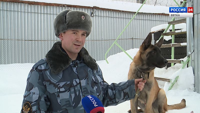 В исправительные учреждения Кировской области привезли десять племенных щенков