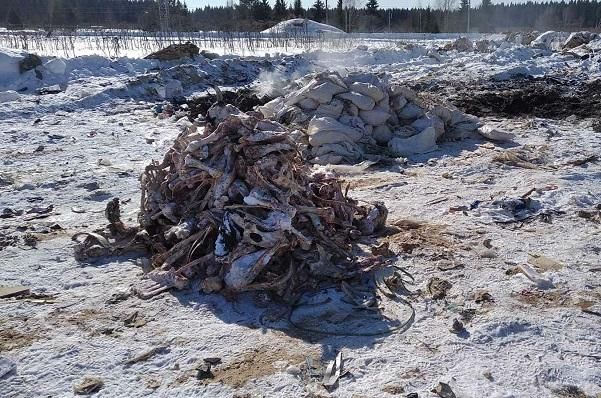 В Кирове обнаружили несанкционированную свалку из 672 килограммов костей крупного рогатого скота