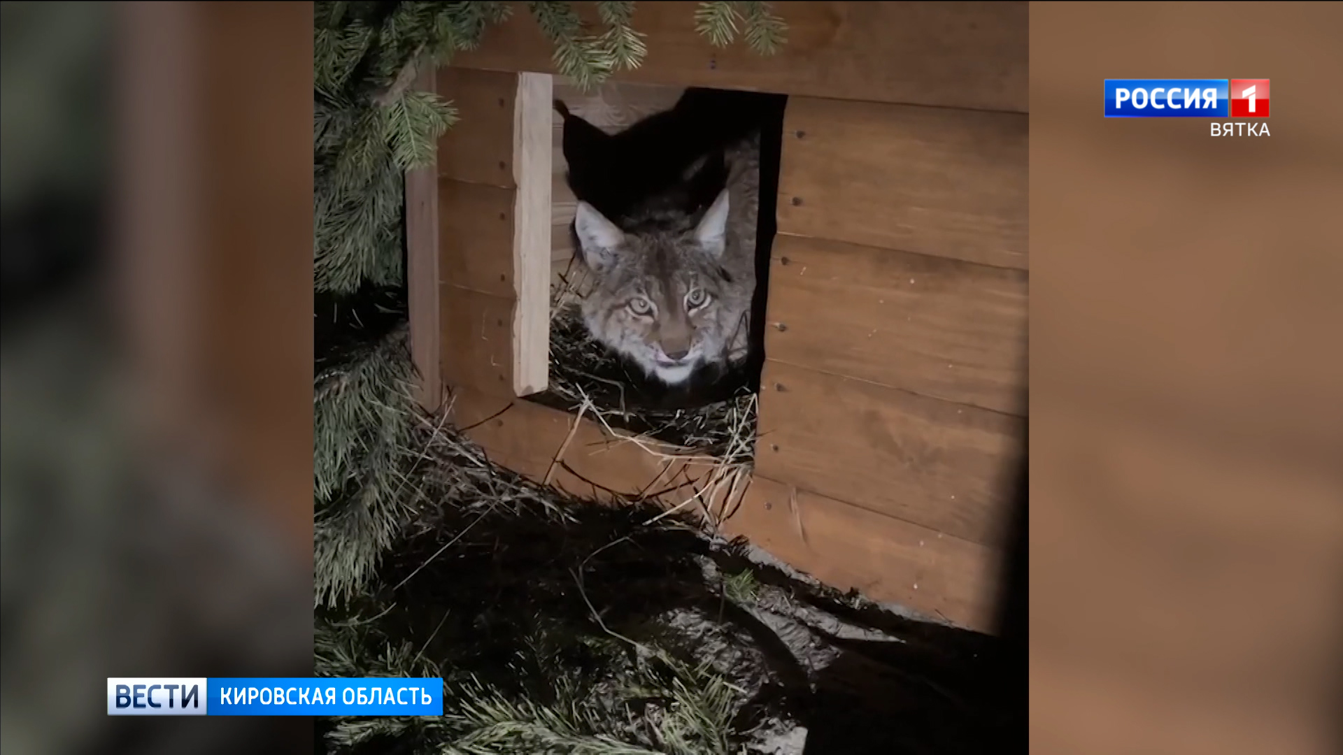 Алла Албегова рассказала о самочувствии кировской рыси Миры