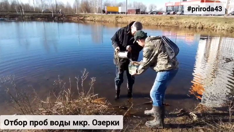 В двух прудах в Озерках погибла рыба