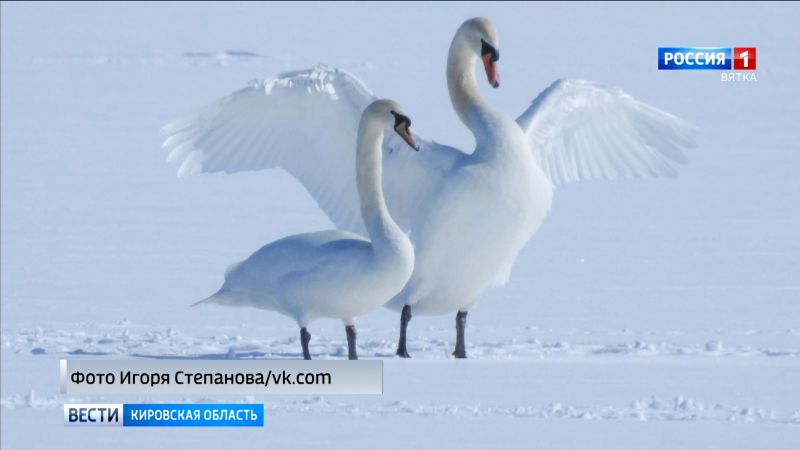 В Малмыжском районе заметили стаю лебедей-шипунов