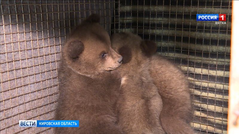 Найденных в лесу медвежат назвали Миша, Даша и Матроскин