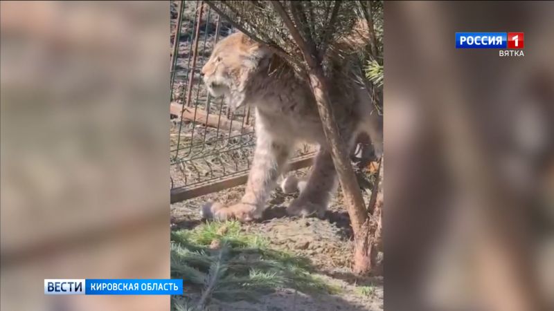 Пойманная в Кирове рысь приехала в новосибирский хоспис «Дом Тигра»