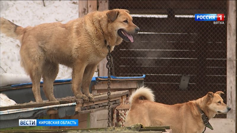 Волонтеры просят неравнодушных кировчан помочь с кормом для животных