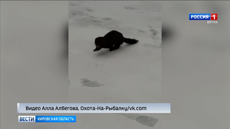 В Верхошижемье норка вышла к рыбакам за рыбой