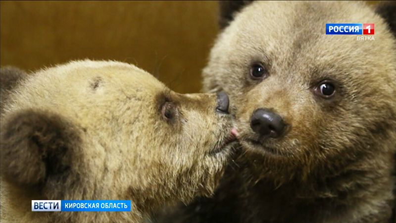 Медвежата из Кировской области продолжают осваиваться в центре реабилитации в Твери