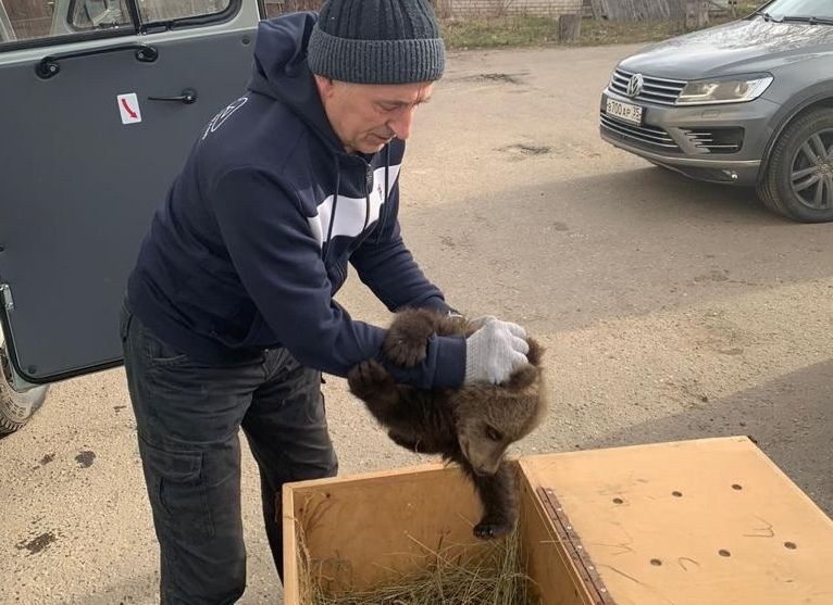 В Кировской области спасли одинокого медвежонка