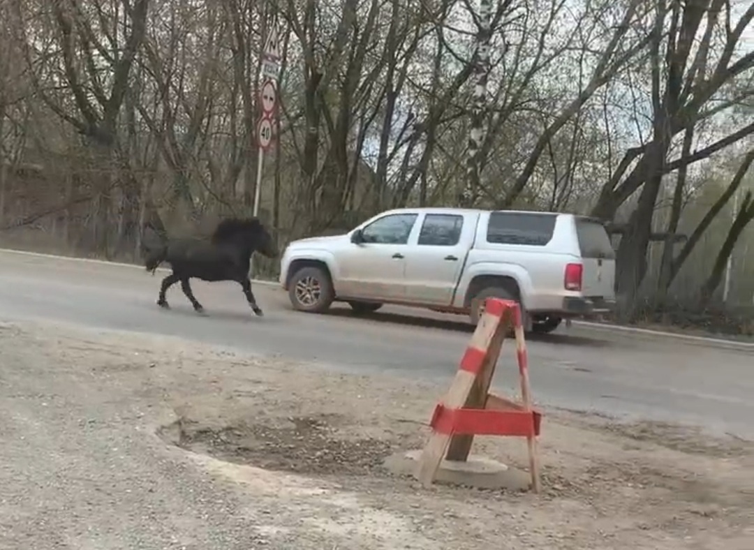 В Кирове пони сбежал от владельцев