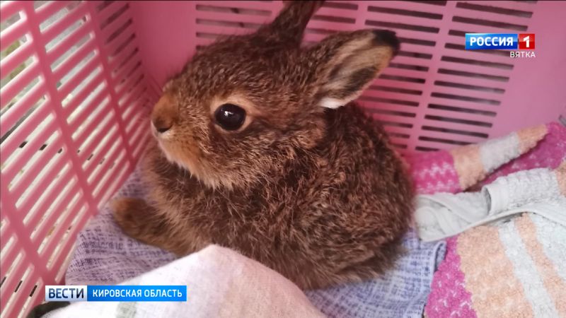 В кировском центре «Большое гнездо» выхаживают зайчонка