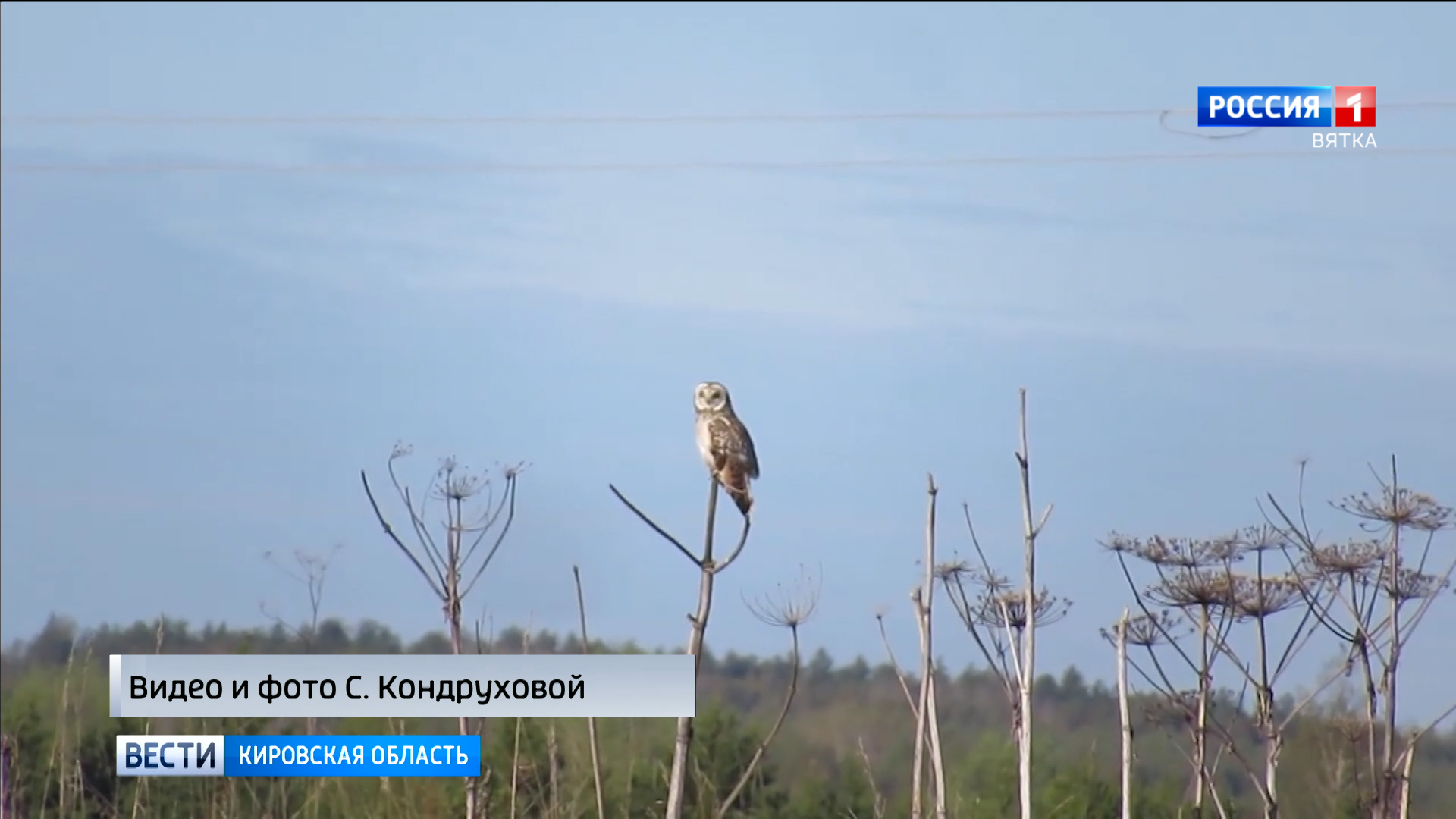 Статус чижа в заповеднике нургуш. Заповедник Нургуш в Кировской области птицы. Болотная совам птица Верхнеангарского заказника. Заповедник Нургуш в Кировской области фото.