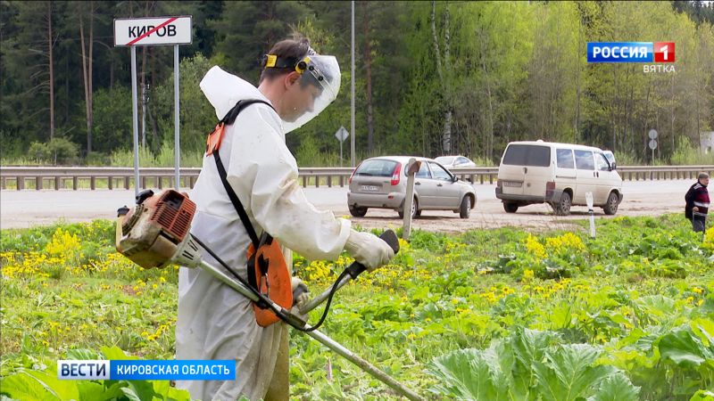 В Кирове продолжается масштабная борьба с борщевиком