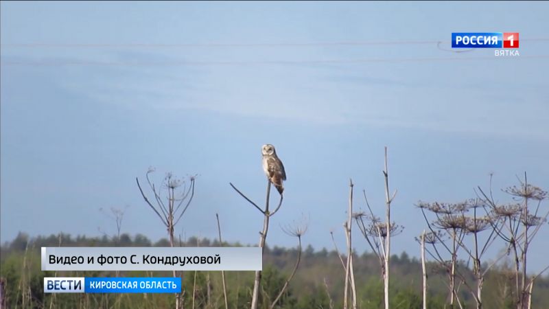 В заповеднике «Нургуш» засняли болотную сову