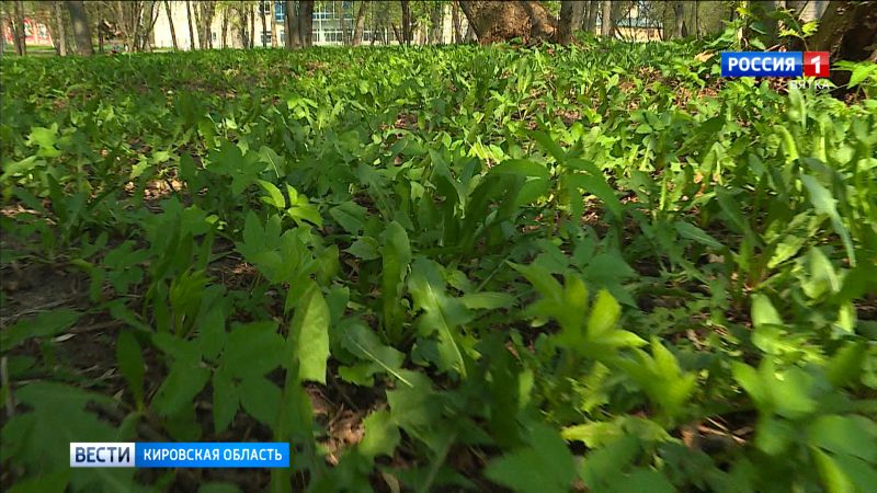 В Кировской области клещи покусали более 13 тысяч человек