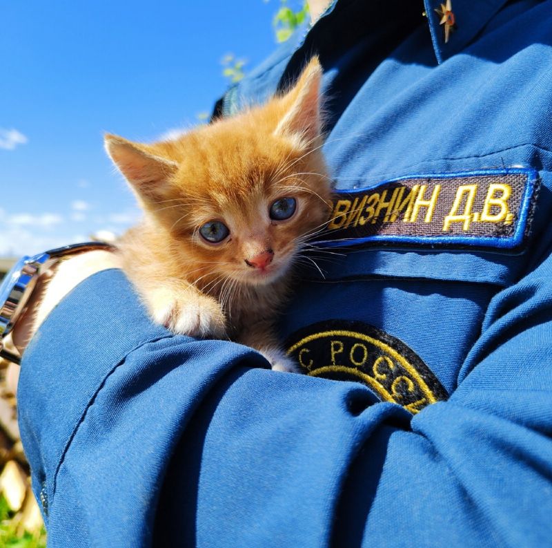 Пожарный из Кумён пристраивает спасенного котенка Огонька