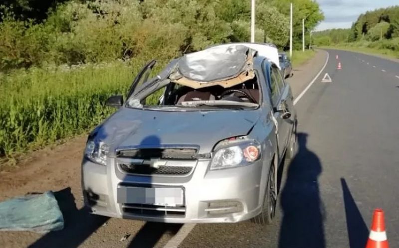 В Кировской области в ДТП с лосем погиб пассажир автомобиля