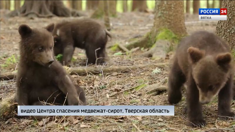 Кировский медвежонок Ежик помог другу справиться с депрессией