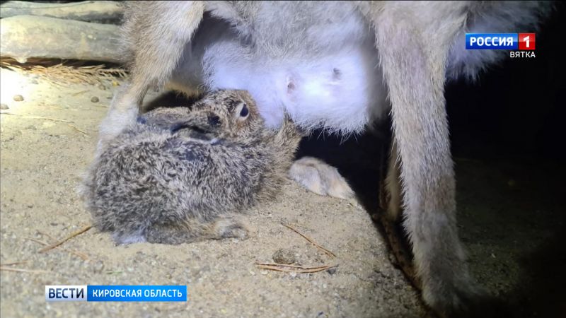 Спасенный зайчонок Суслик из Котельничского района переехал в Москву