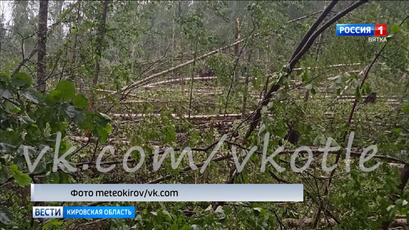 В Котельничском районе ураган повалил деревья