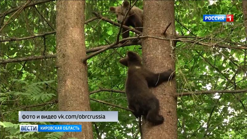 Медвежата Ёжик и Веснушкин заметно подросли