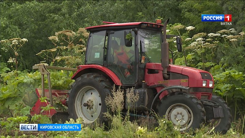 В Ленинском районе Кирова скосили 1 млн квадратных метров борщевика