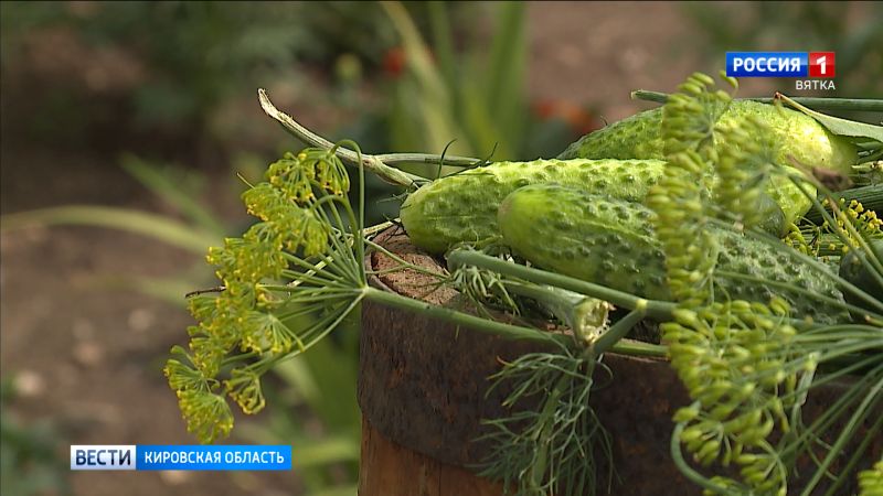 Кировчан приглашают на праздник Истобенского огурца