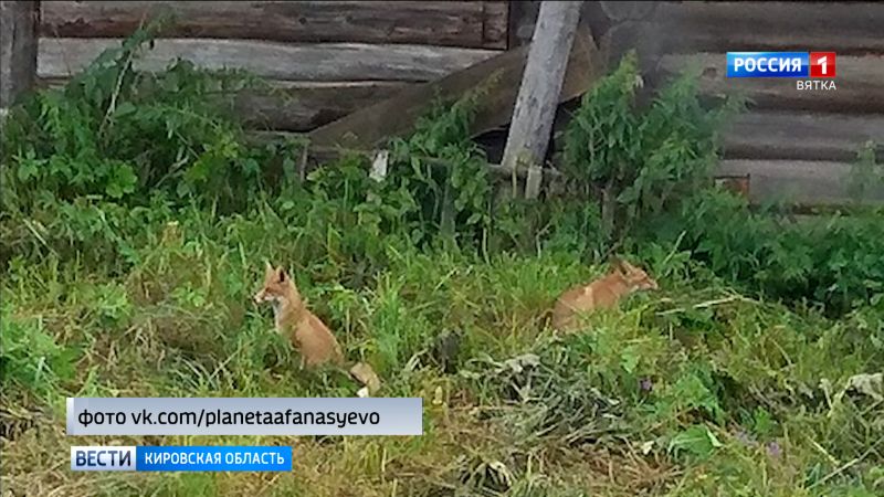 В Афанасьевском районе семья лис поселилась рядом с людьми в заброшенном доме