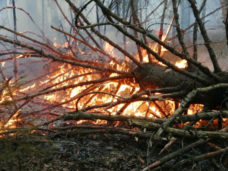 За сутки в Кировской области зафиксированы два лесных пожара