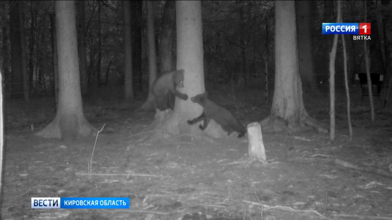 Сотрудники Центра спасения медвежат поделились видео о достижениях Ёжика и Веснушкина