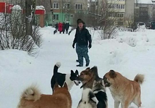 В Сунском районе бродячая собака покусала ребенка