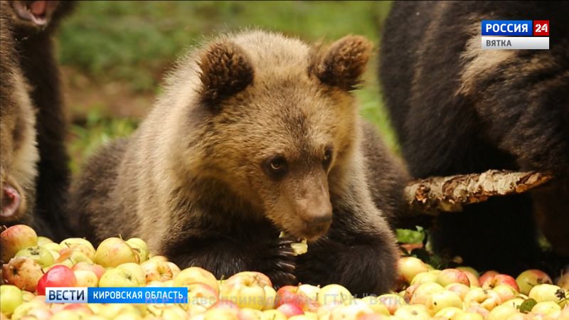 Для медвежат-сирот устроили яблочный пир