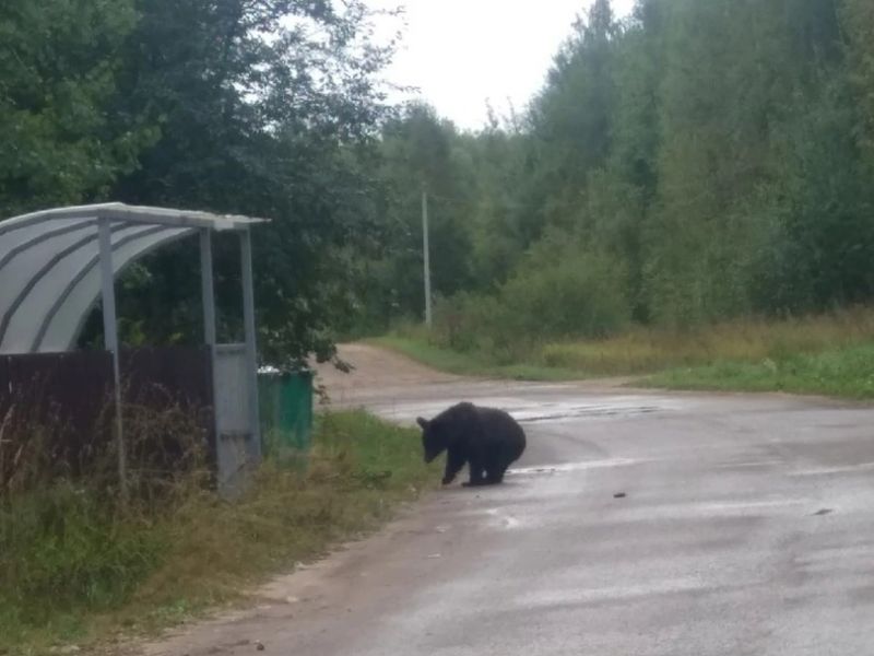 Бурый медведь вышел к людям в поисках еды в Кировской области