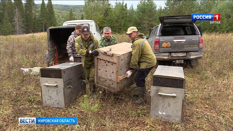 В Кировской области в дикую природу выпустили трех спасенных в Оричевском районе медвежат