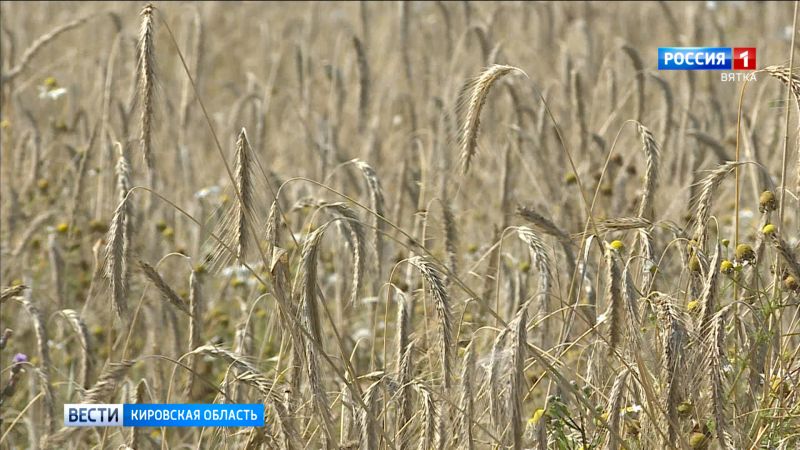 В Кировской области убрано 94% зерновых и зернобобовых культур