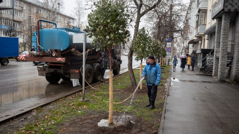 В центре Кирова посадили взрослые березы, липы, яблони и рябину