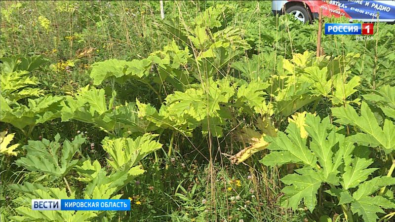 В следующем мае в Кировской области начнут борьбу с борщевиком