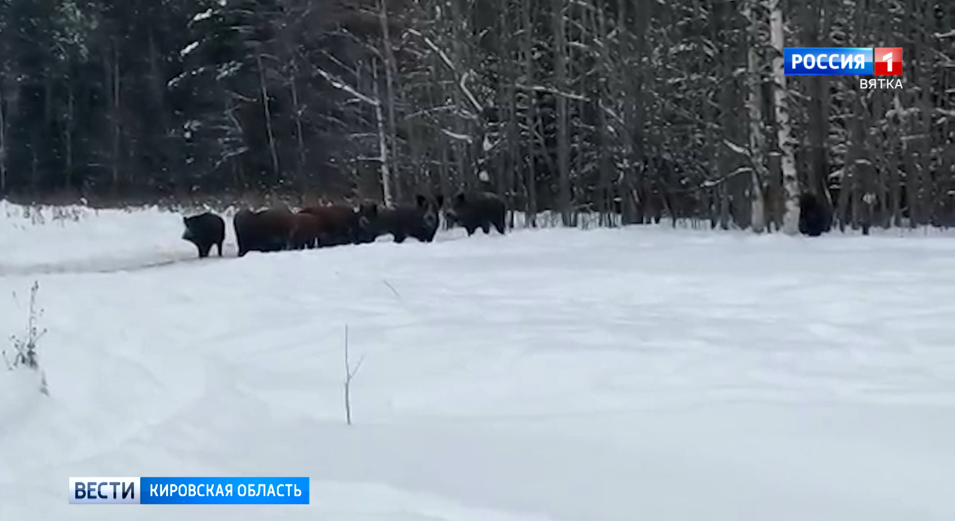 Кировчане обсуждают видео новогоднего банкета кабанов » ГТРК Вятка -  новости Кирова и Кировской области