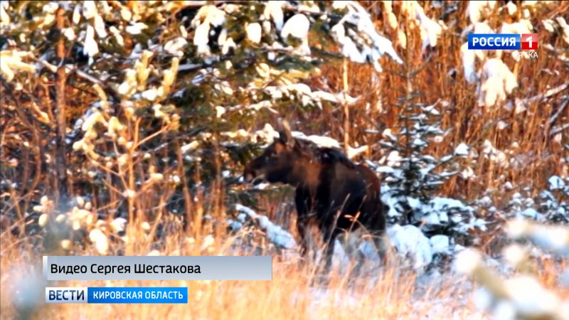 В Кировской области обитает почти 1500 кабанов, более 42 тысяч лосей и 10 тысяч куниц