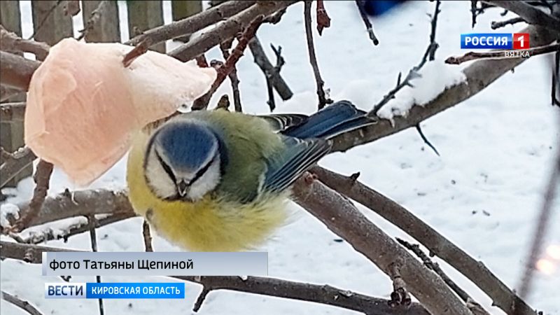 Кировчанам рассказали о правилах кормления пернатых в зимнее время