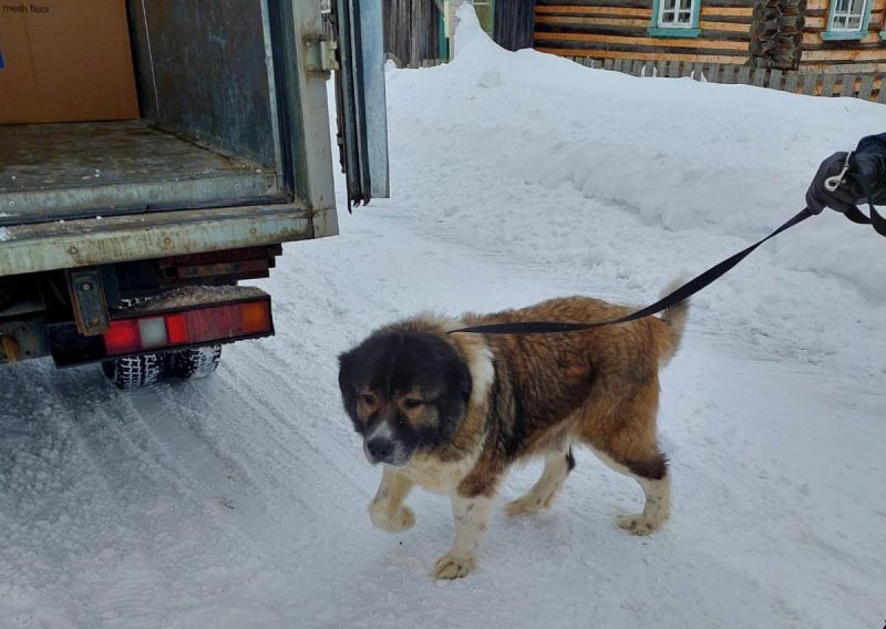 В Кирове полтора месяца будут ловить собак на самовыгуле